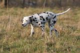 DALMATIEN 427